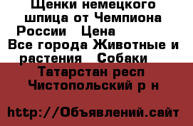 Щенки немецкого шпица от Чемпиона России › Цена ­ 50 000 - Все города Животные и растения » Собаки   . Татарстан респ.,Чистопольский р-н